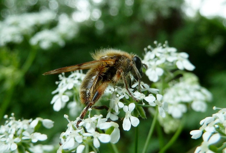 Da determinare - Brachypalpus cf. laphriformis